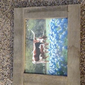 Longhorn cow picture